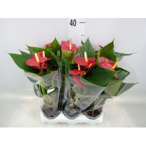 Anthurium andr. 'Micra'