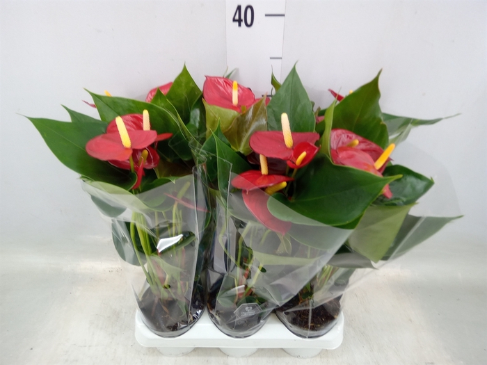 <h4>Anthurium andr. 'Micra'</h4>