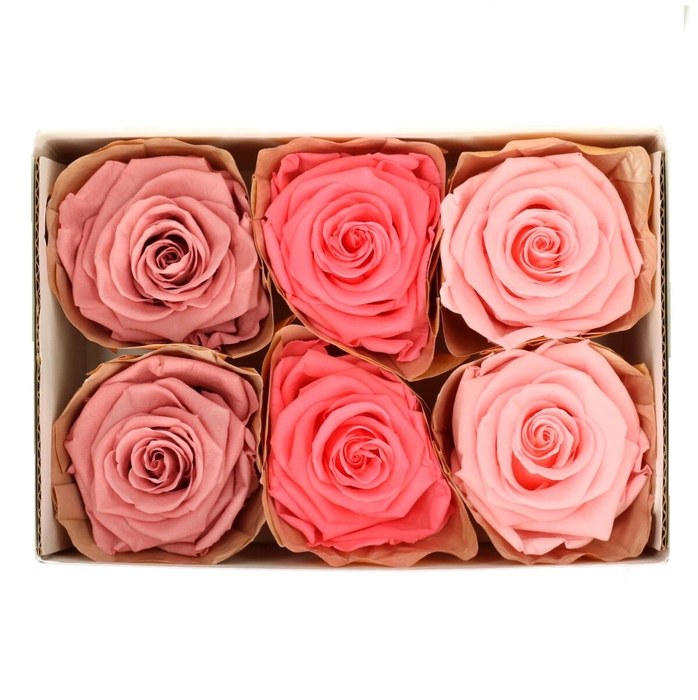 <h4>Preserved Rose 6cm</h4>