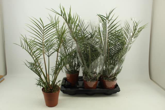 <h4>PHIL BIPINNATIFIDUM</h4>