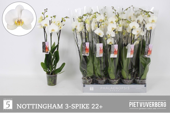 <h4>PHAL AN NOTTINGHAM</h4>