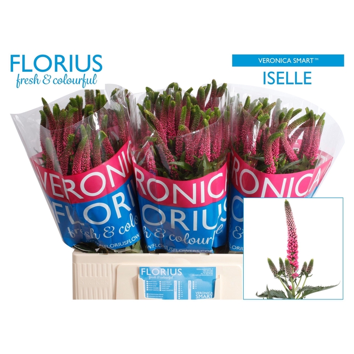 <h4>VERON SMART ISELLE</h4>