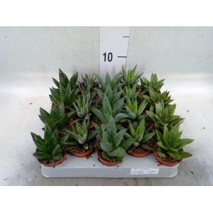 Aloe   ...mix