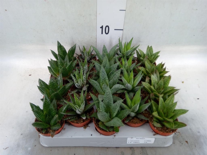 <h4>Aloe   ...mix</h4>