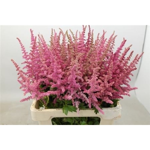 Astilbe C Loud N Proud