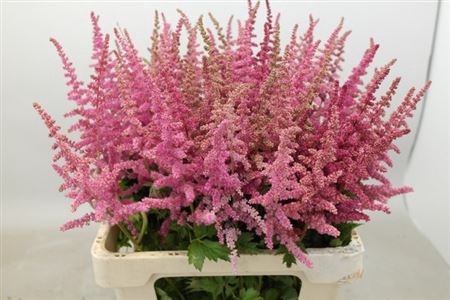 <h4>Astilbe C Loud N Proud</h4>