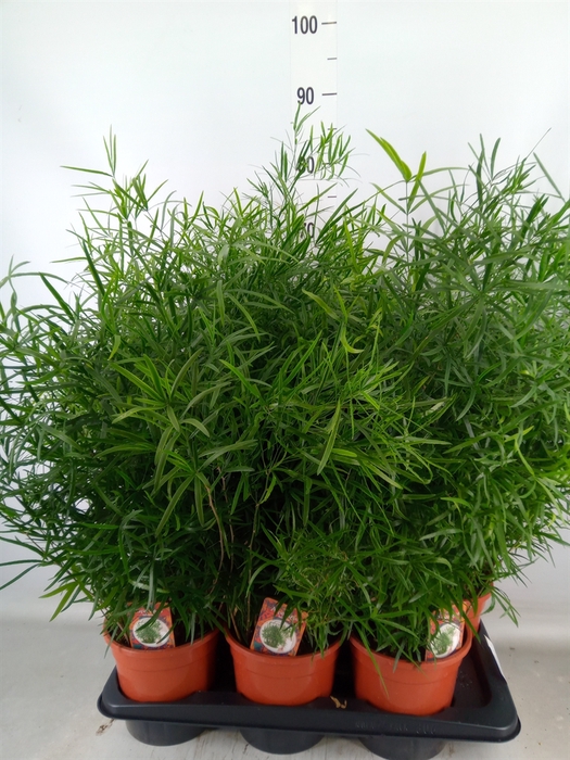 <h4>Asparagus falcatus</h4>