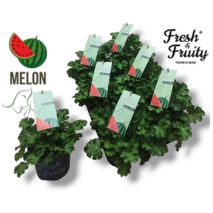Pelargonium   ...mix smelling