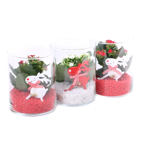 <h4>Opgemaakte cilinder glas met kalanchoe, grit en bijsteker</h4>