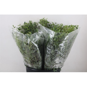 Euca Parvifolia Short 150gr P Bunch