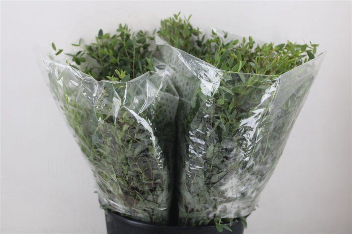 <h4>Euca Parvifolia Short 150gr P Bunch</h4>