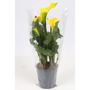 Zantedeschia yellow P&PURE Collection