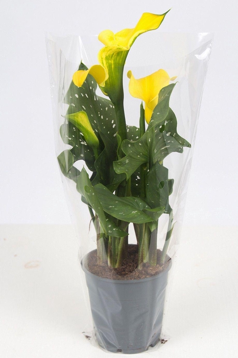 <h4>Zantedeschia yellow P&PURE Collection</h4>