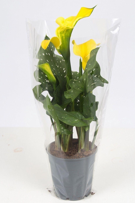 <h4>Zantedeschia yellow P&PURE Collection</h4>