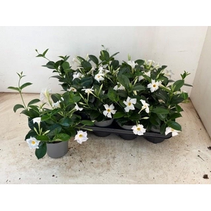 MANDE RIO WHITE