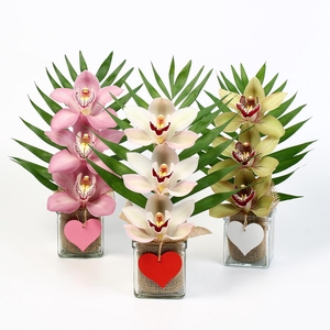 CYMB VERPAKT P BLOEM 5067