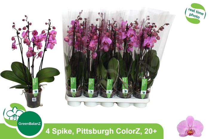 <h4>PHAL AN PITTSBURGH</h4>