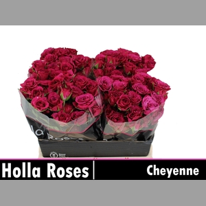 R TR CHEYENNE