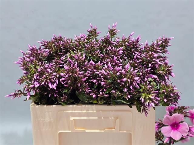 <h4>Phlox P Brave Eyes</h4>