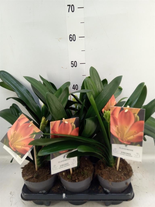 <h4>Clivia miniata</h4>