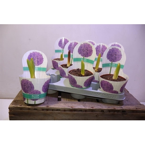 arr8 Allium Gladiator In Potcover