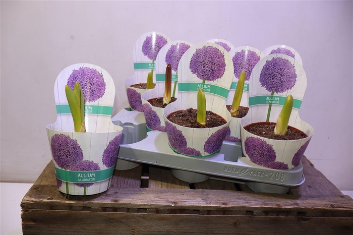 <h4>arr8 Allium Gladiator In Potcover</h4>