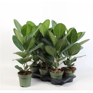 Ficus Beng Audrey