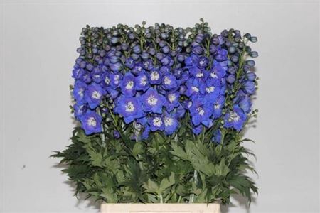 <h4>Delph Du Delphis Morning</h4>