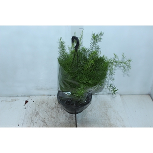 ASPARGO ALFINETE C21