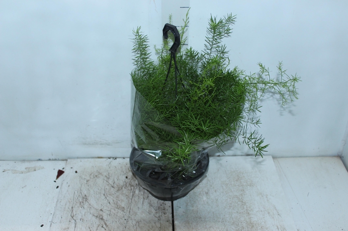 <h4>ASPARGO ALFINETE C21</h4>