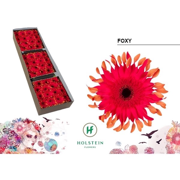 <h4>Ge Gr Pasta Foxy Box Holstein</h4>