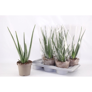 ALOE VERA