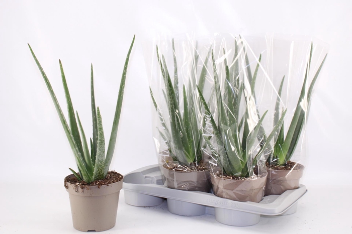 <h4>ALOE VERA</h4>