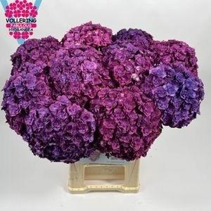 HYDR M ROY ANASTA BL