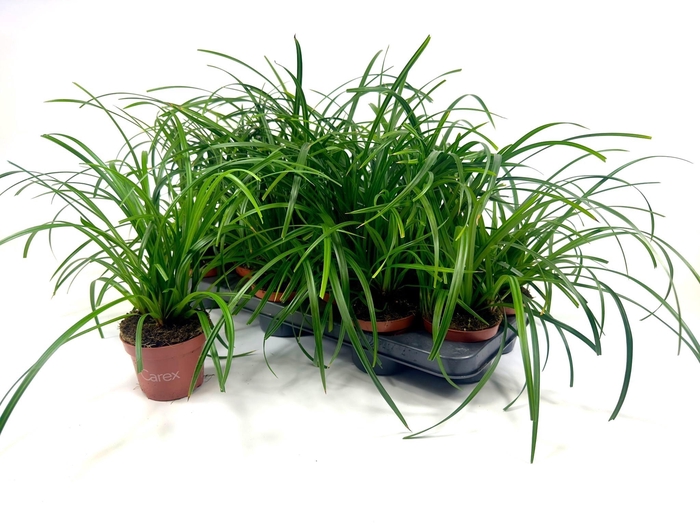 <h4>CARE MORROWII</h4>