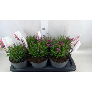 Dianthus   ...