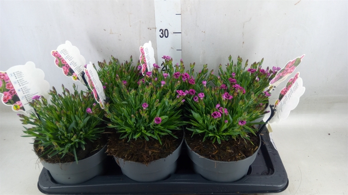 <h4>Dianthus   ...</h4>