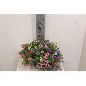 Calibrachoa Triobells Pastel gemengd in pot