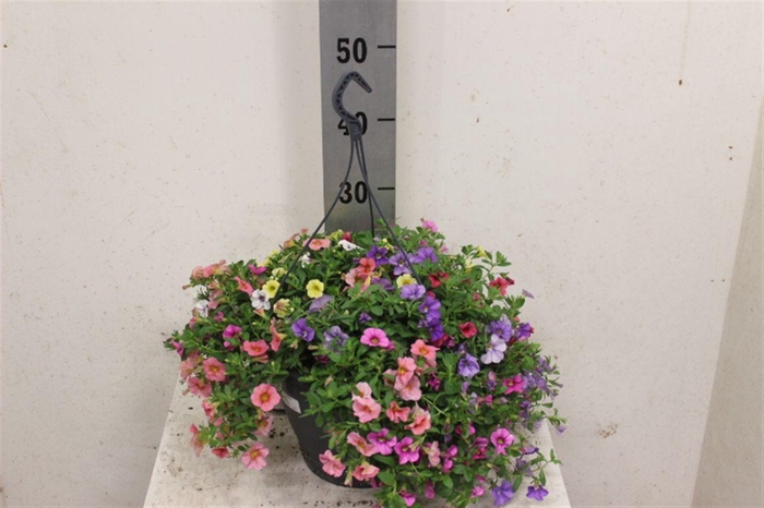 <h4>Calibrachoa Triobells Pastel gemengd in pot</h4>