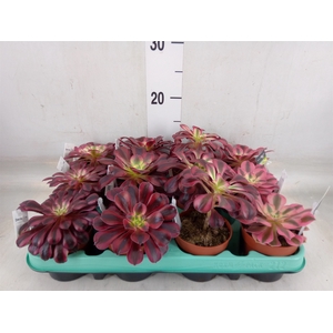 Aeonium   ...