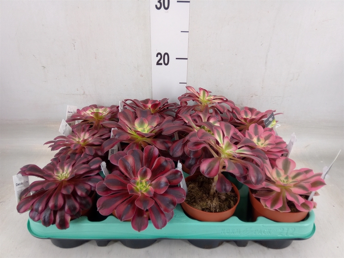 <h4>Aeonium   ...</h4>