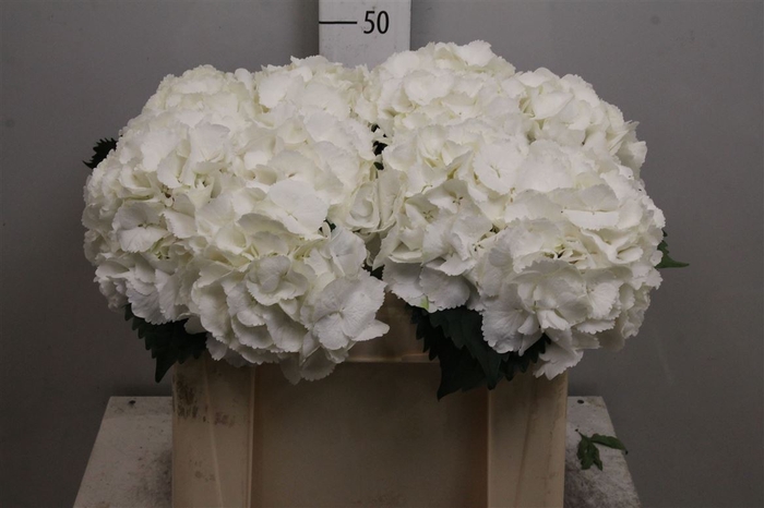 <h4>Hydr M Schneeball</h4>