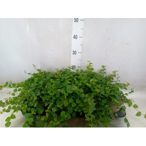 Ficus pumila 'Sunny Green'