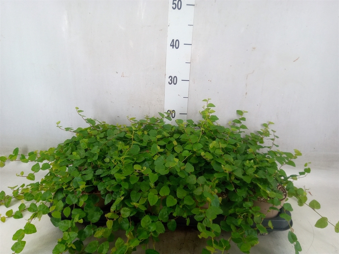 <h4>Ficus pumila 'Sunny Green'</h4>