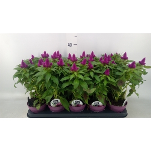 Celosia spic. 'Deep Purple'