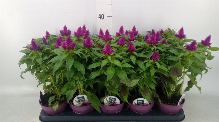 <h4>Celosia spic. 'Deep Purple'</h4>