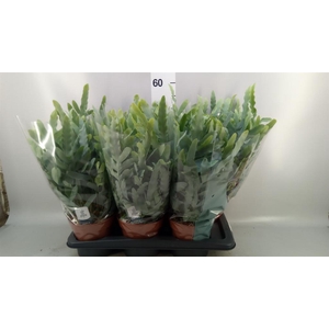 Phlebodium aureum 'Blue Star'