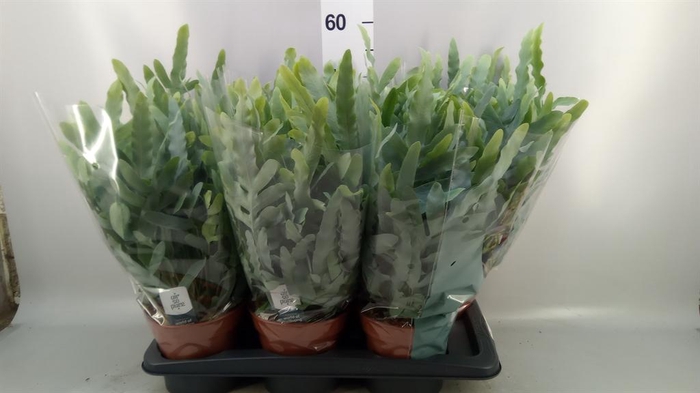 <h4>Phlebodium aureum 'Blue Star'</h4>