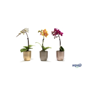 Hugo Luxury Mix Tiny Dolls Mix 1T7+ Aqu@