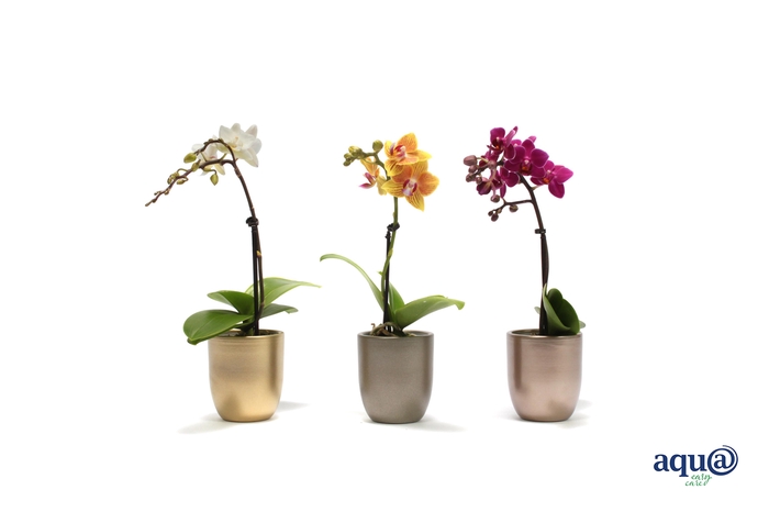 <h4>Hugo Luxury Mix Tiny Dolls Mix 1T7+ Aqu@</h4>